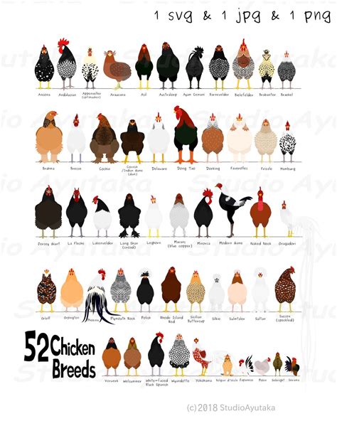 chicken breeds with pictures chart
